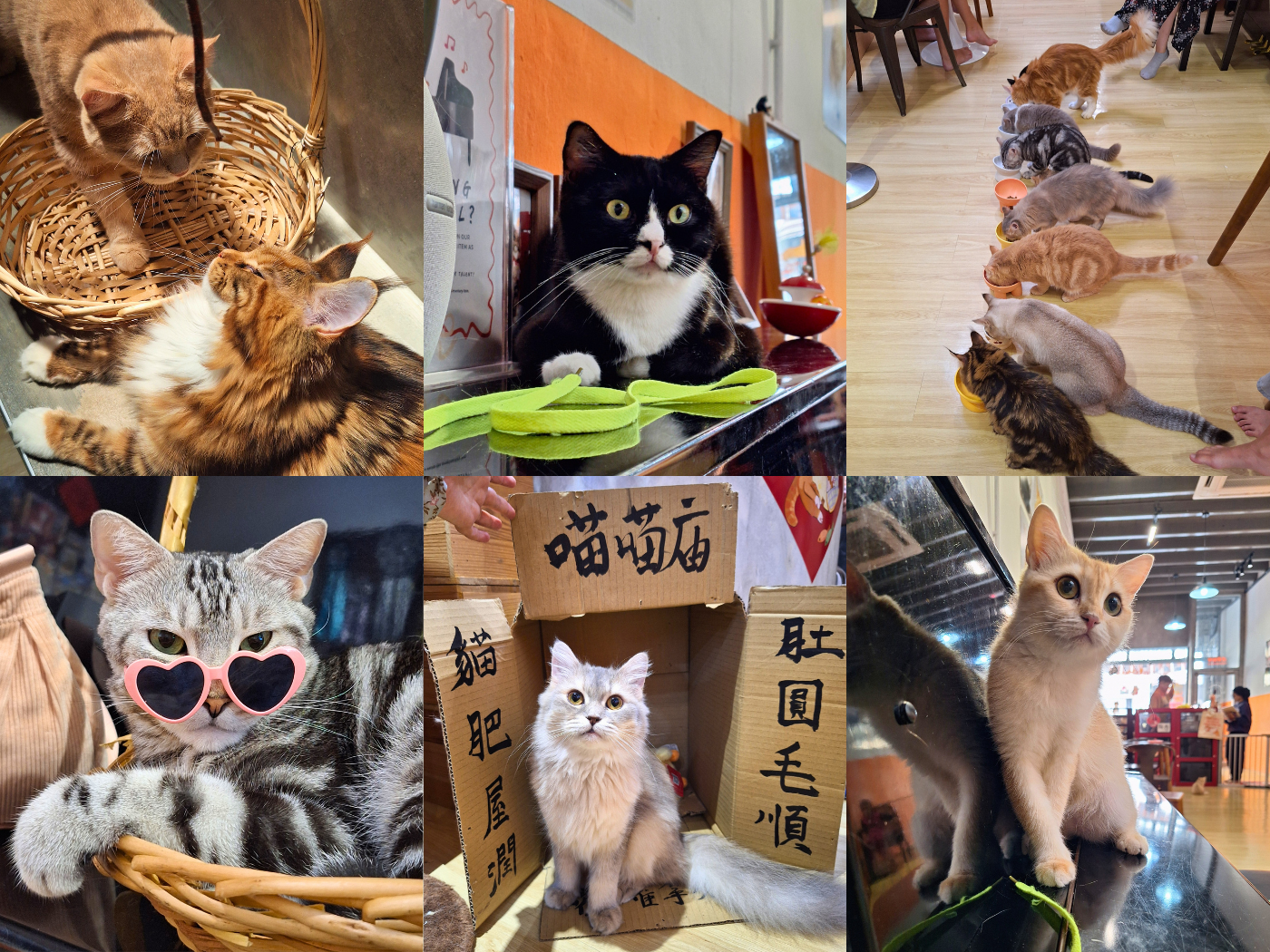 Penang Cat Cafés Catonomy collage Black Magic 3005 cats feeding time Malaysia George Town