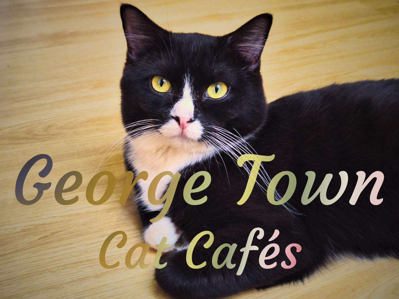 Penang Cat Cafés George Town Malaysia Black Magic cats Catonomy tuxedo feline friendly cafés with cats kuching featured photo