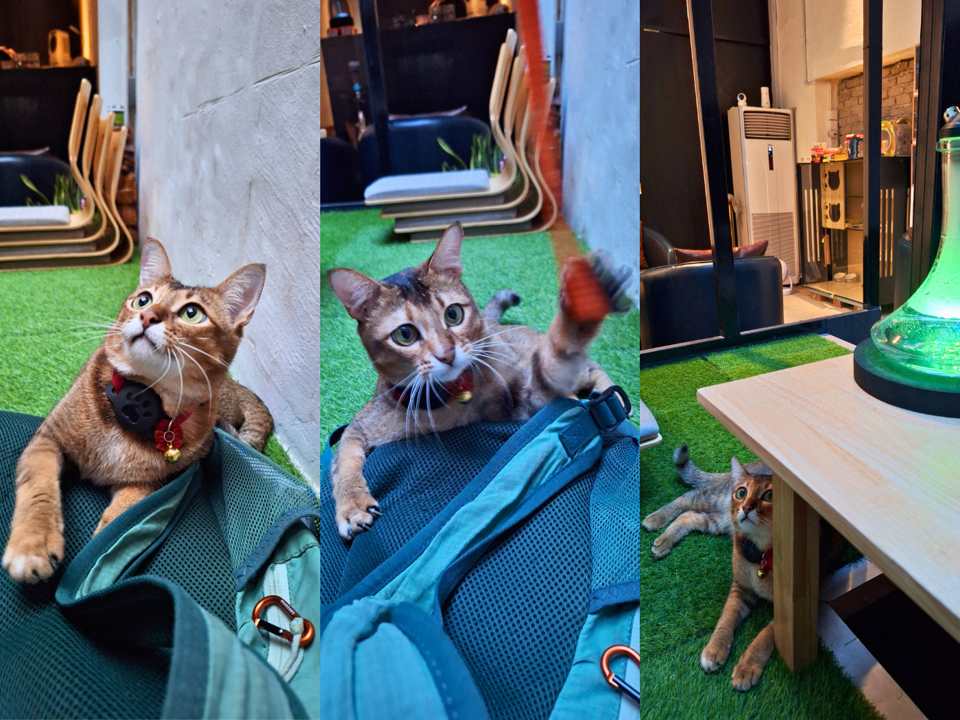 Penang Cat Cafés and businesses Aroma by the Pipes hookah lounge George Town bengal kitty cat