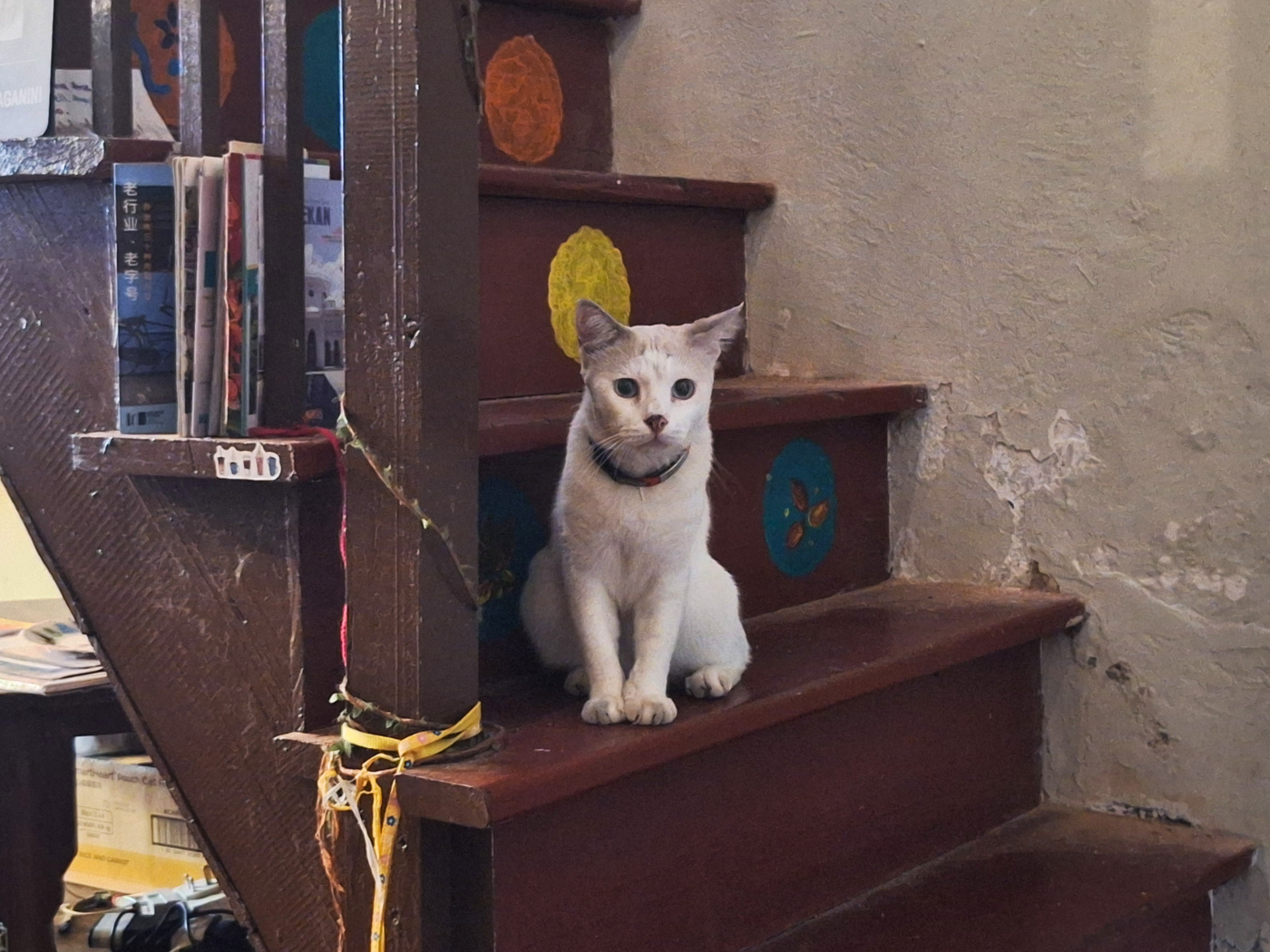 Penang George Town cafés with cats Dreamer Haven Art Café rescue cat feline Malaysia
