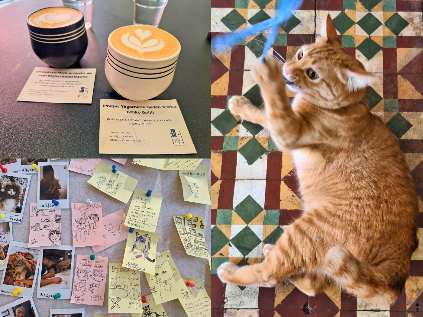 Quality specialty roasted coffee Dollar the cat George Town Penang cafés with cats art sticky note board