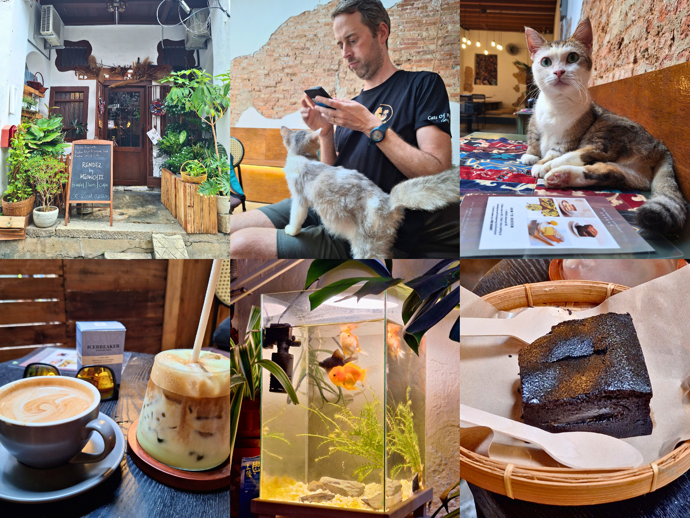 Rendez by Meowchii Penang Cat Cafés pandan kaya latte mochi brownie coffee aquarium munchkin cats sweet old cat