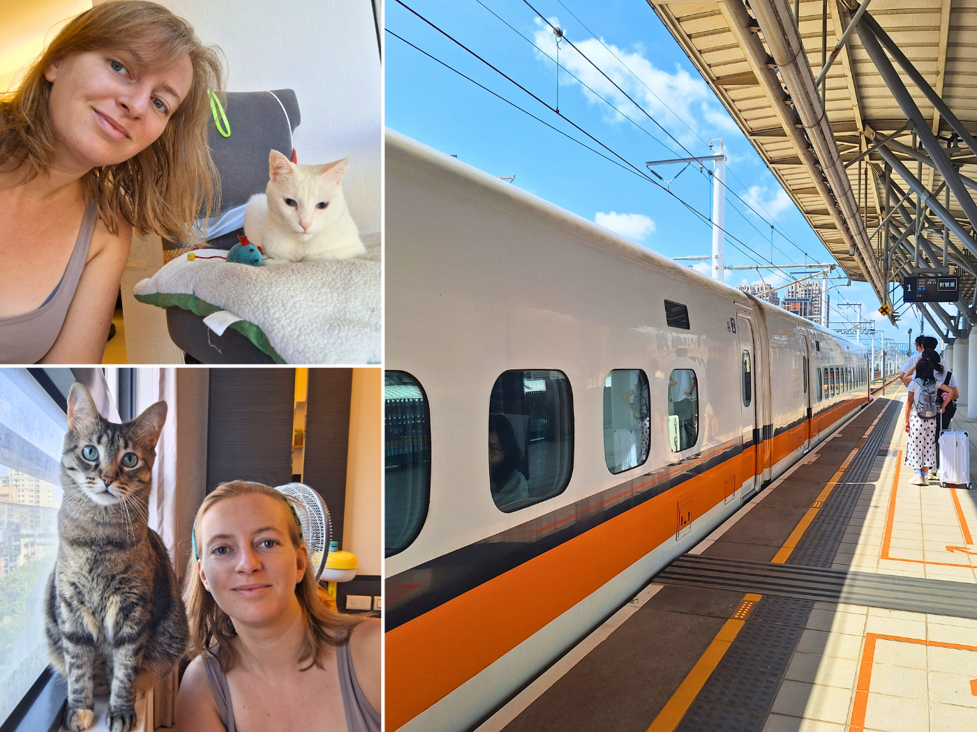 Taiwan High speed rail Hsinchu to Taoyuan catsitting Zhubei Iris Veldwijk international catsitter