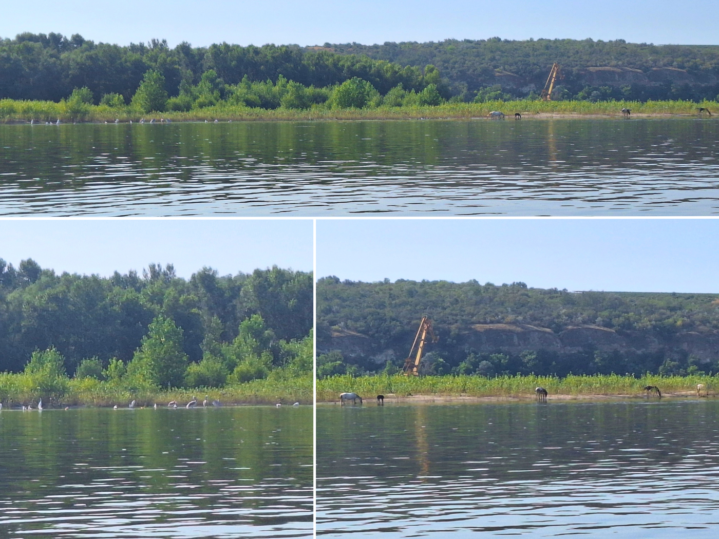 horses and pelicans on the Danube River shores in Rasova Romania Constanta county kayak trip wildlife Delta
